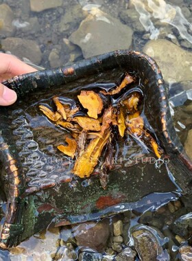 虎杖养缸天然植物染材草木染料