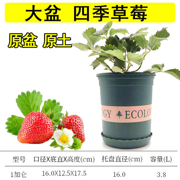 草莓盆栽带花带果大盆四季结果原盆原土阳台种植奶油草莓苗特大号,淘宝优惠券,粉丝福利购,淘宝优惠卷