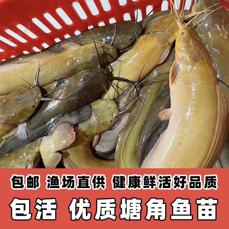 皇妃塘角鱼胡子鱼苗鲺本地鲶鱼三黄塘-图3