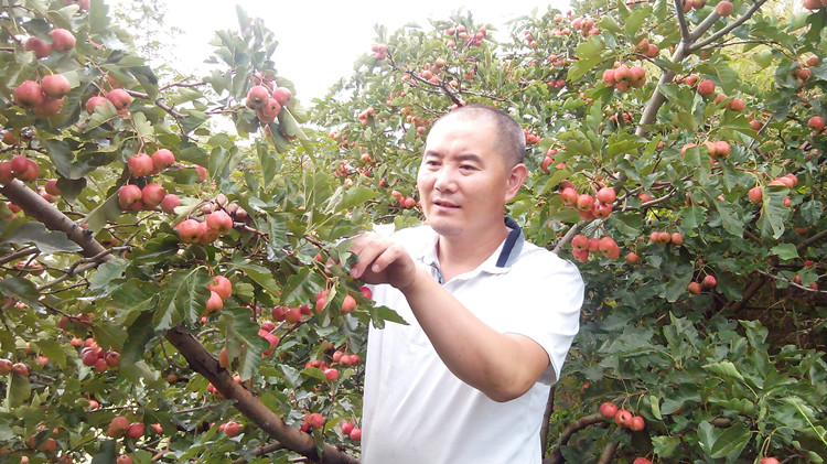 无核山楂干山楂片泡茶水袋装新鲜山渣零食散装空心圈包邮 - 图3