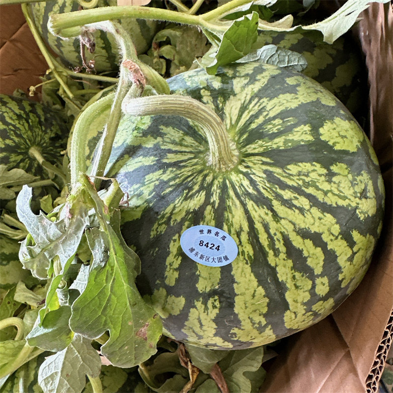 正宗上海8424西瓜大果整箱脆甜红壤新鲜水果无籽麒麟南汇黑籽当季,淘宝优惠券,粉丝福利购,淘宝优惠卷