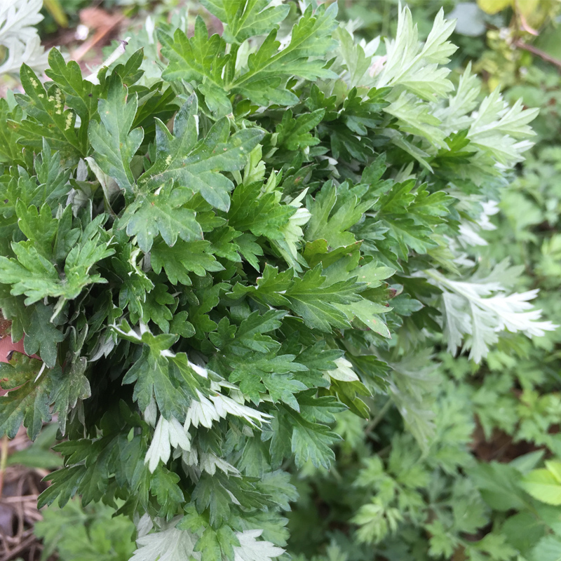 新鲜艾草艾草叶中草药艾叶草根苗艾粄艾米果青团糍粑菜-图3