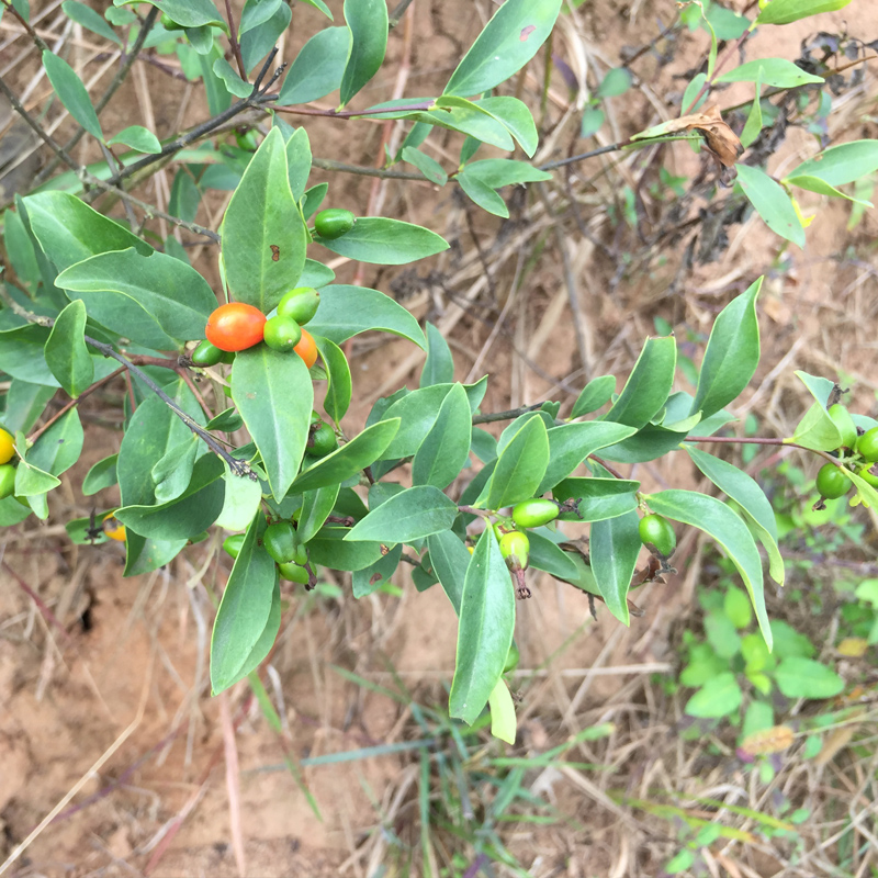 新鲜了哥王 中草药材地棉根别南根 地锦皮山麻皮全草 了哥王叶子 - 图2