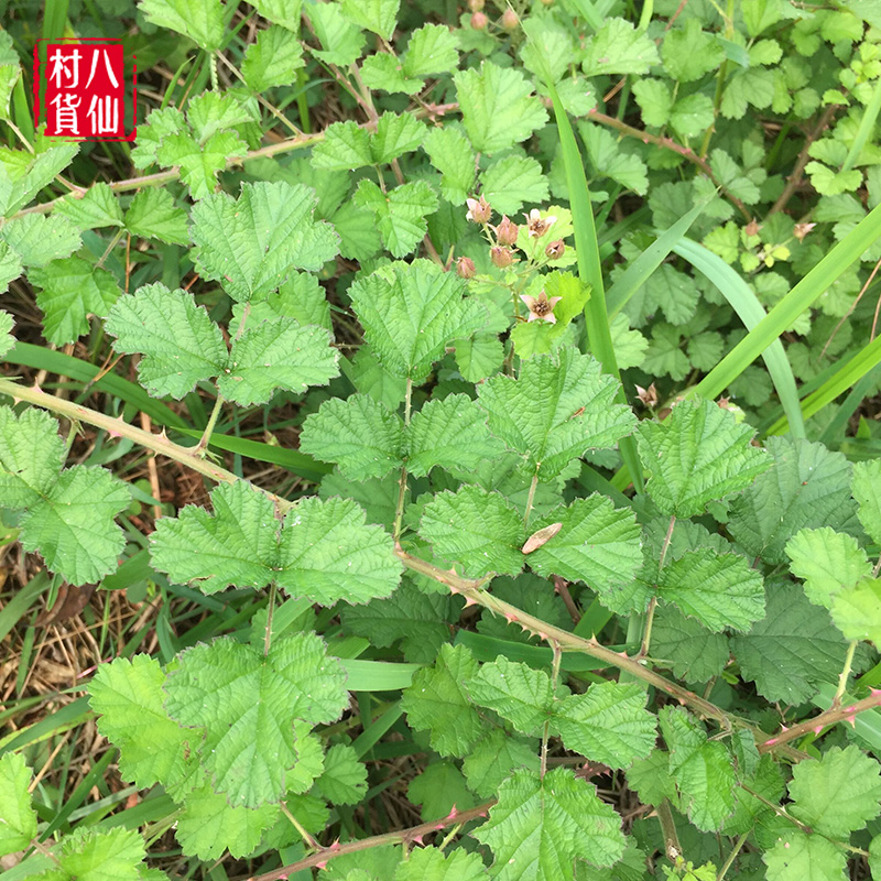 广西现采新鲜茅莓 红梅消 中草药三月泡根 茅莓根蛇泡簕全草 包邮 - 图2