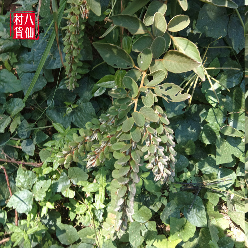 现采新鲜排钱草中草药钱串草排钱树叠钱草龙鳞草 500克包邮_虎窝淘