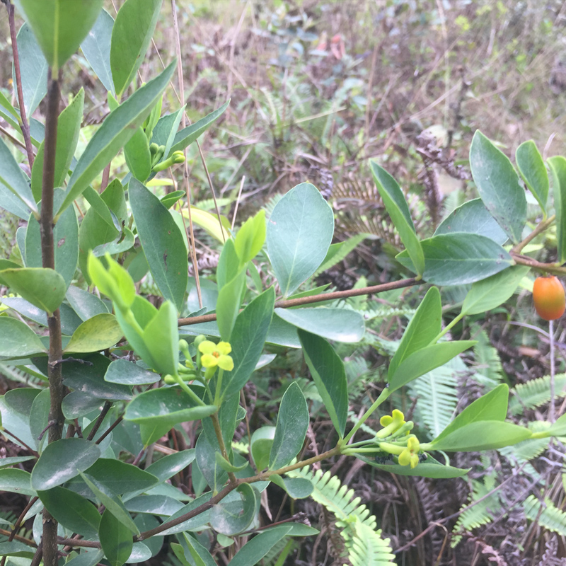 新鲜了哥王 中草药材地棉根别南根 地锦皮山麻皮全草 了哥王叶子 - 图0