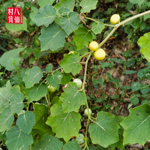 现摘黄果茄 刺天茄 新鲜牛茄子 牙疼果野茄果天泡果大颠茄 刺天茄 - 图1