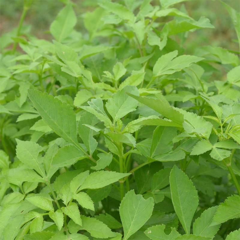 现采鬼针草 新鲜三叶鬼针草 中草药一包针 整棵带根鬼针草茶 包邮 - 图1