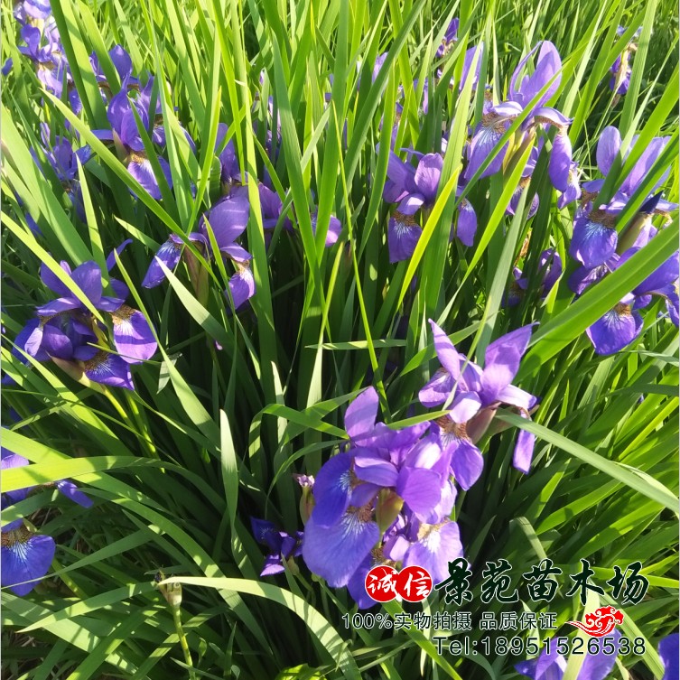 马兰花苗多年生宿根花草马兰花马蔺四季花草地被矮生春季 - 图3