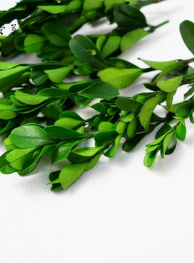 【黄杨叶】天然植物小枝素材手工diy材料小叶黄杨黄色红色树叶ins
