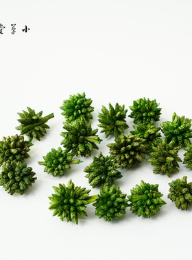 【绿色多头星】进口天然植物素材手工diy材料圣诞花环圣诞树装饰