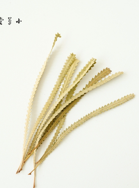 【班克木叶】进口植物树叶干叶书签手工diy材料标本收集幼儿环创