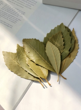 小草堂天然植物树叶白栗叶