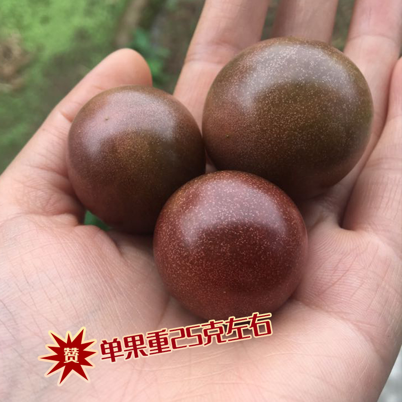 巧克力番茄种子 黑珍珠巧克力樱桃番茄酸甜可口 番茄味浓 高产 - 图0
