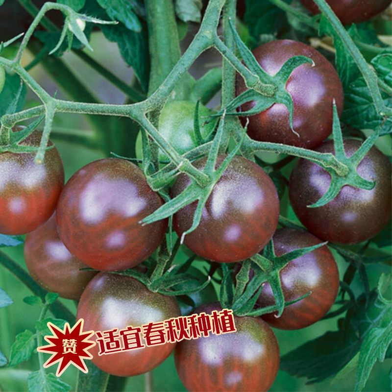 巧克力番茄种子 黑珍珠巧克力樱桃番茄酸甜可口 番茄味浓 高产 - 图1