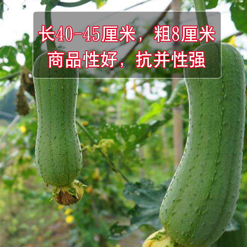 农家大肉丝瓜种子蔬菜籽 特早熟杂交肉厚肥嫩 耐寒耐热 易种植,淘宝优惠券,粉丝福利购,淘宝优惠卷