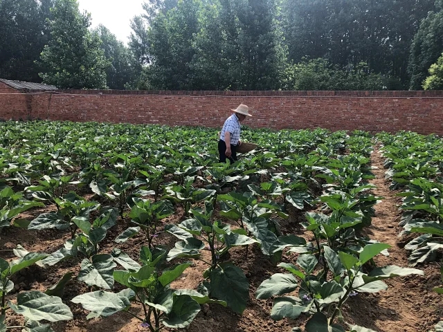 新鲜青茄子农家自种绿皮茄子老品种本地绿茄子圆茄子现摘现发包邮 - 图1