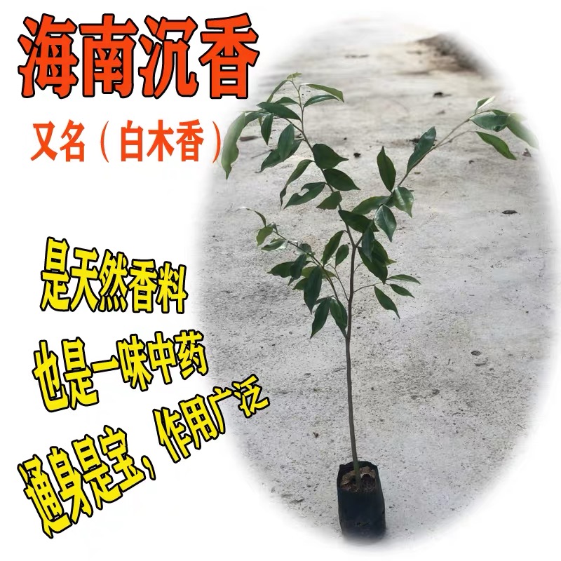 名贵苗木正宗奇楠沉香树苗小叶紫檀金丝楠木树苗海南黄花梨树苗-图2