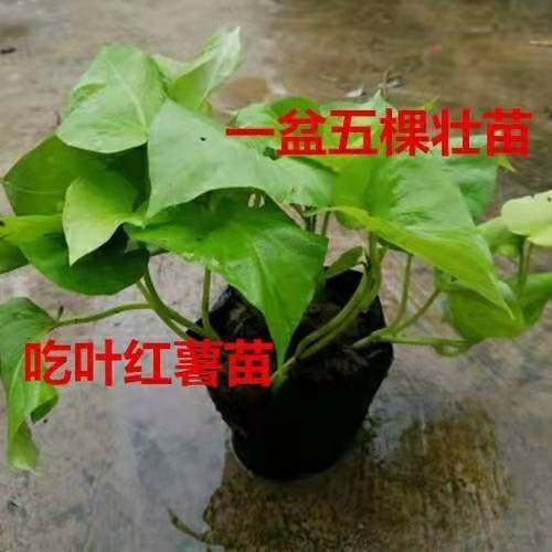 带根发货食叶型红薯 地瓜叶福薯18号番薯专吃叶子山芋苗台湾蔬菜,淘宝优惠券,粉丝福利购,淘宝优惠卷