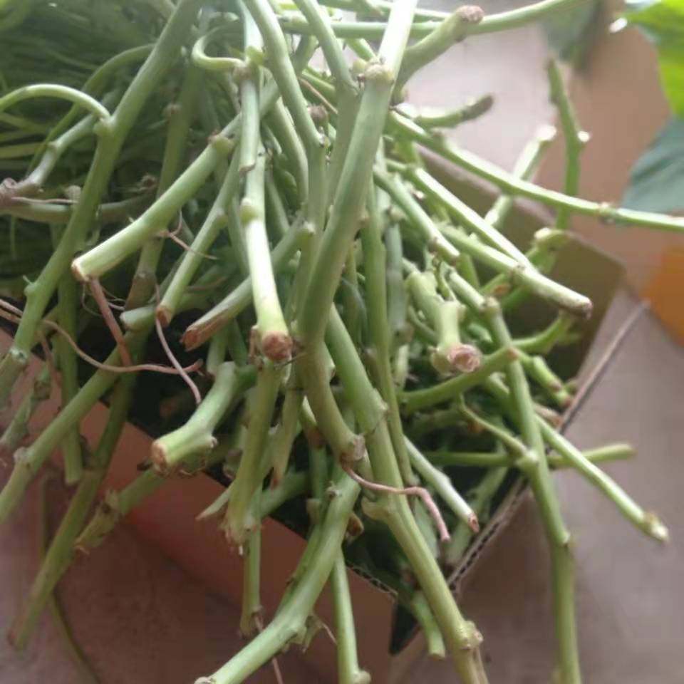 带根发货食叶型红薯 地瓜叶福薯18号番薯专吃叶子山芋苗台湾蔬菜,淘宝优惠券,粉丝福利购,淘宝优惠卷