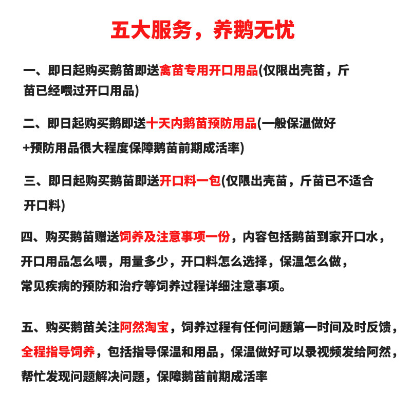 阿然狮头鹅农家特大种一代家养健康汕头澄海鹅肉高产大型狮子头鹅,淘宝优惠券,粉丝福利购,淘宝优惠卷