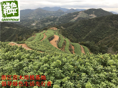 仙居杨梅东魁杨梅苗杨梅杨梅苗四季常青 浙江台州发货 - 图2