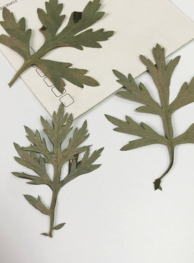 艾草叶 艾草花艾叶diy手工干花贴花画框装饰押花儿童植物标本压花