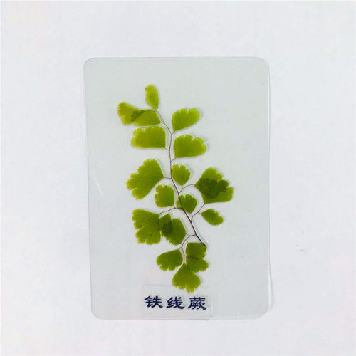 天然植物标本 塑封树叶 植物书签 压花贺卡 银杏叶干花书签 - 图2