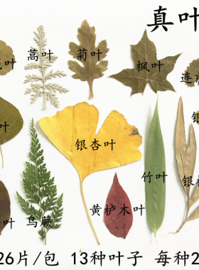 diy手工干树叶标本压花贴画
