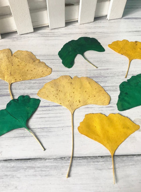 银杏叶植物教学diy手工材料干花