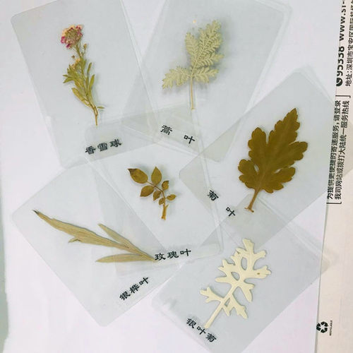 天然植物标本 塑封树叶 植物书签 压花贺卡 银杏叶干花书签 - 图1