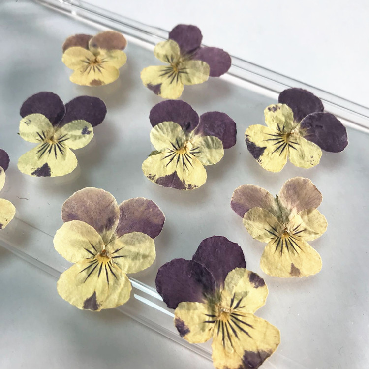 三色堇香瑾阳蝶花押花干花滴胶DIY植物标本教学手工压花真花_虎窝淘