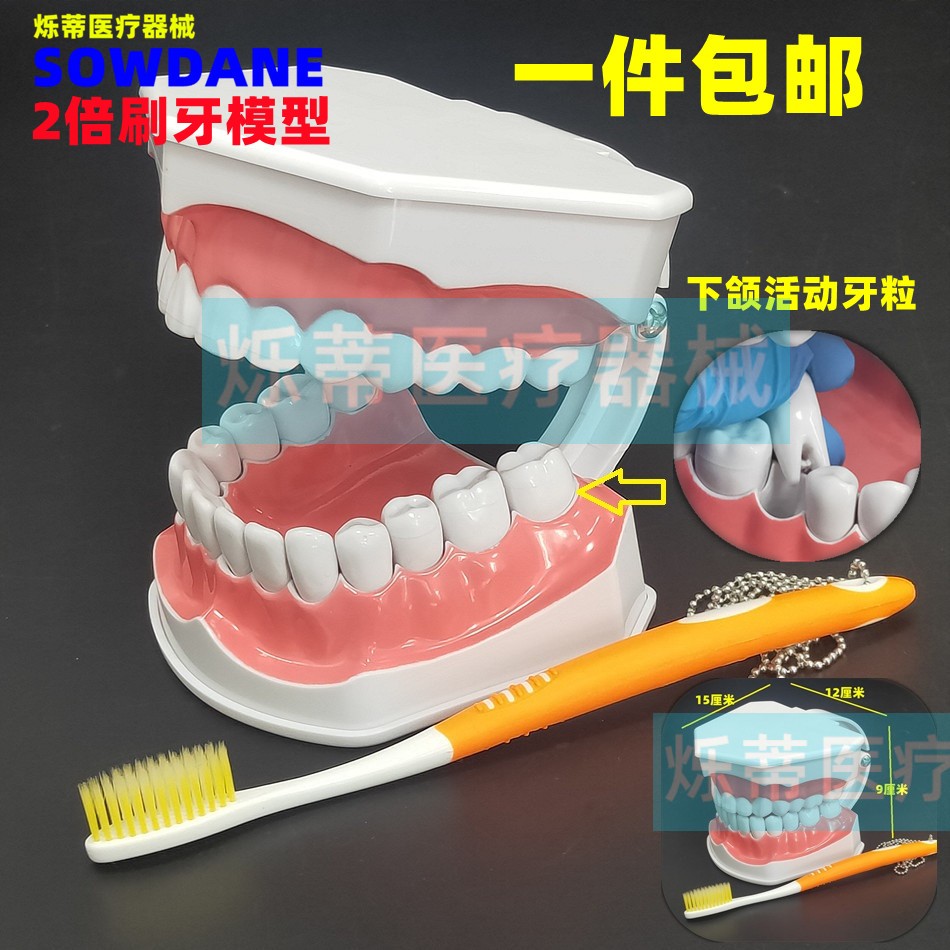 牙科口腔病理修复模型/种植模型/正畸讲解模型医患沟通教学牙模 - 图3