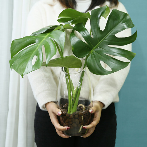 水培植物龟背竹带根室内好养客厅落地水养植物室内大叶绿植易养活 - 图1