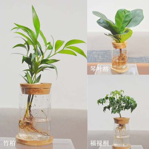 水培植物鸭脚木琴叶榕袖珍椰子室内桌面办公室绿植好养室内小盆栽 - 图0