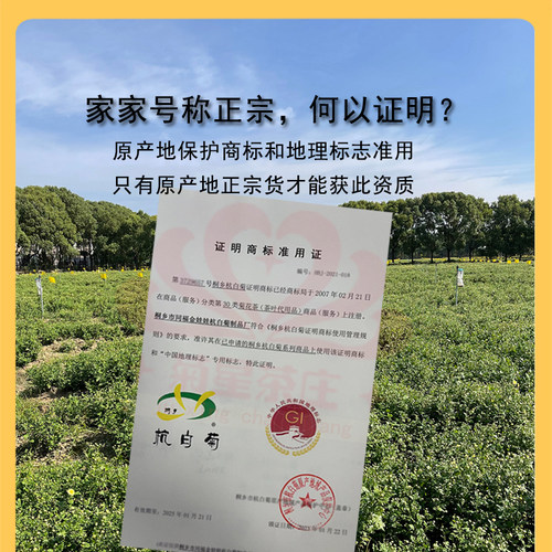 地标防伪正品 正宗桐乡胎菊王 杭白菊无硫菊花茶杭州贡菊杭菊罐装 - 图1
