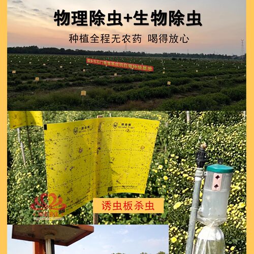 正宗头采桐乡胎菊王 杭白菊菊花茶无硫正品杭州贡菊杭菊散装500克 - 图2