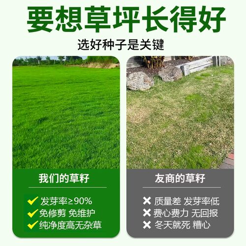 剪股颖a4本特草坪草籽庭院别墅少修剪耐踩踏四季常青矮生草皮种子 - 图1