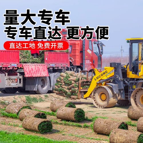 广东草皮带泥土真草坪易活大叶油草坪绿化马尼拉草台湾草庭院工程 - 图2