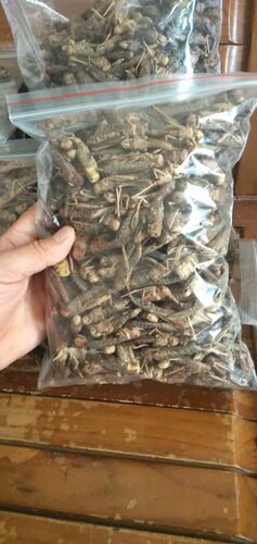 蚂蚱蝗虫干打粉画眉百灵鸟食添加活体蚂蚱蝗虫新鲜包邮换羽提性 - 图3