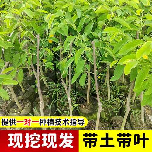 释迦果苗树带果台湾凤梨嫁接果树果苗榴莲庭院南方种植盆栽地栽苗 - 图1