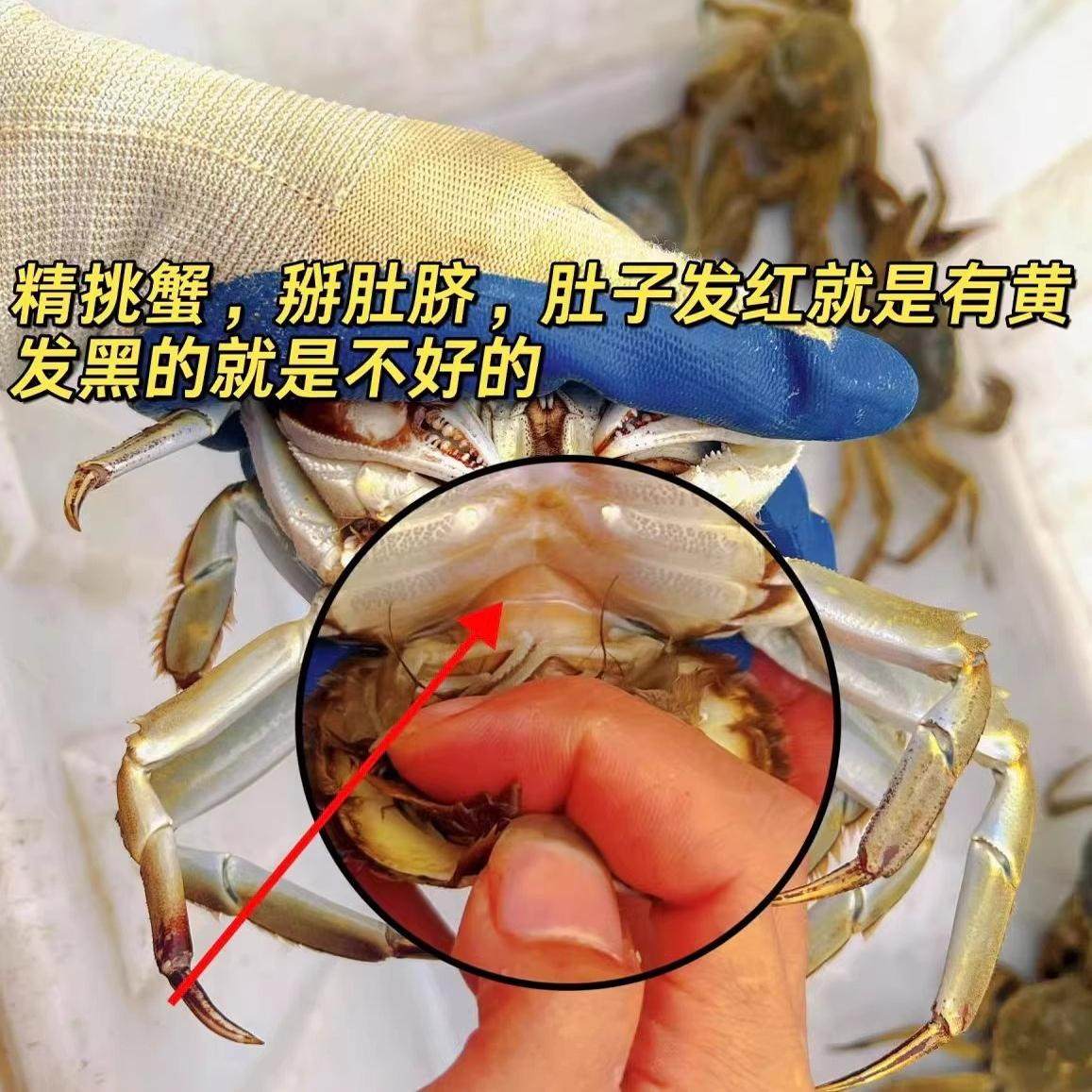 断腿断脚蟹固城湖大闸蟹特大残次鲜活螃蟹母蟹净重2.5两-2.8两8只,淘宝优惠券,粉丝福利购,淘宝优惠卷