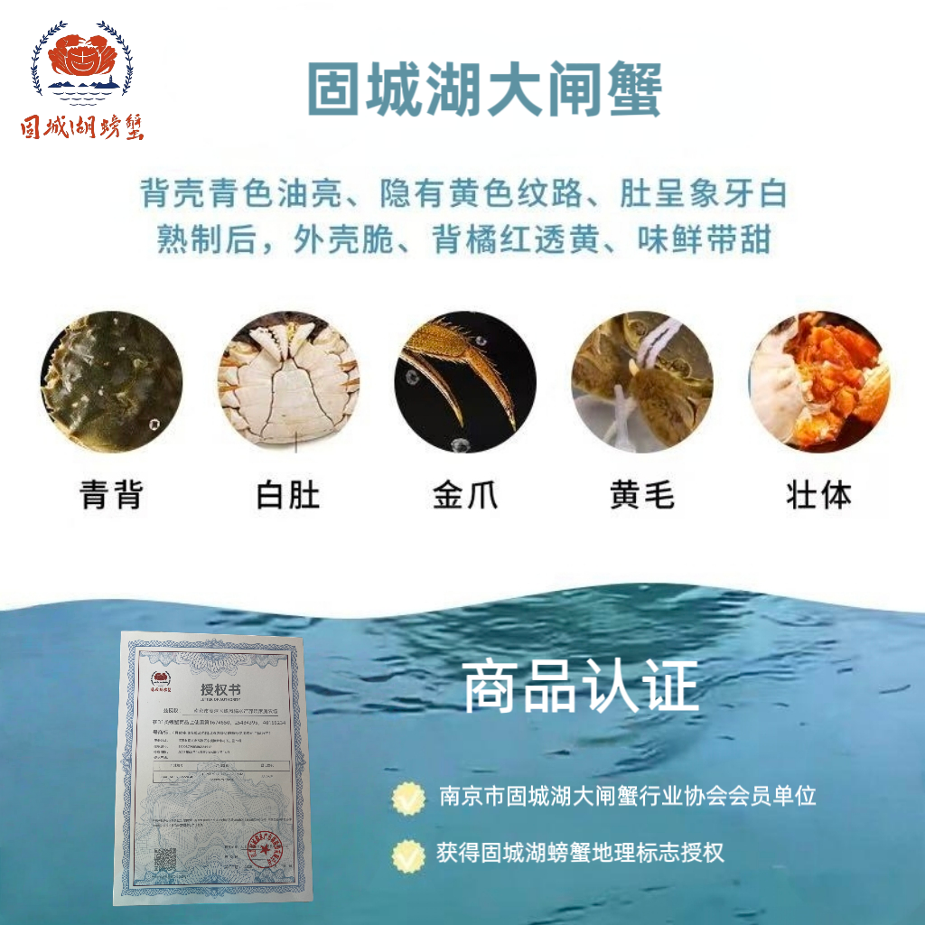 4斤断腿断脚蟹固城湖大闸蟹特大残次鲜活螃蟹公3.5-4.3母2.5-3.3,淘宝优惠券,粉丝福利购,淘宝优惠卷
