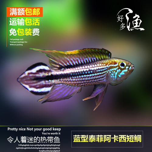 热带观赏鱼牧土型泰菲阿卡西短鲷南美短鲷蓝型泰菲阿卡西短鲷 - 图1