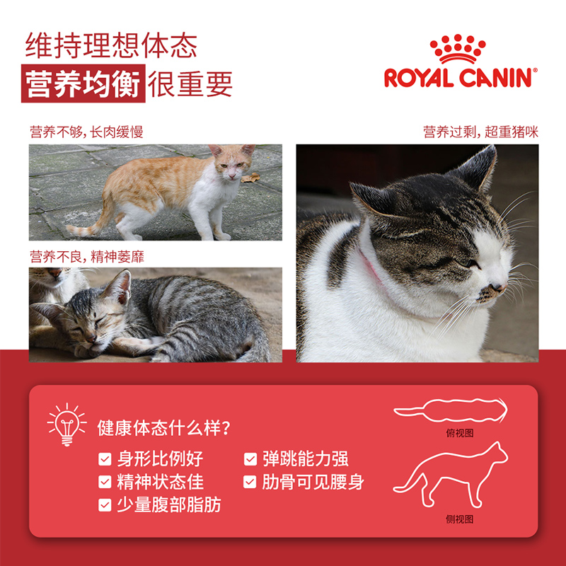 皇家猫粮F32营养成猫全价粮6.5kg中包装尝鲜英短美短布偶通用猫粮