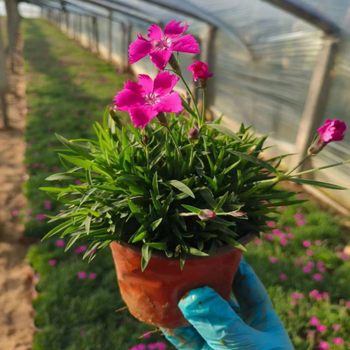 ເມັດ Kiss ທໍາອິດ Dianthus, ດອກຫຍ້າຕ່ໍາ, ສວນສີຂຽວທົນທານຕໍ່ຄວາມເຢັນແລະທົນທານຕໍ່ໄພແຫ້ງແລ້ງ, ຕົ້ນໄມ້ຢືນຕົ້ນຂຽວຕະຫຼອດປີອອກດອກສີ່ລະດູການ.