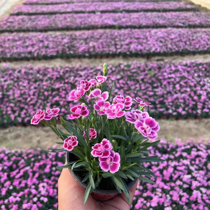 初吻石竹种子低矮草坪花耐寒耐旱庭院绿化四季开花常绿多年生植物 - 图0