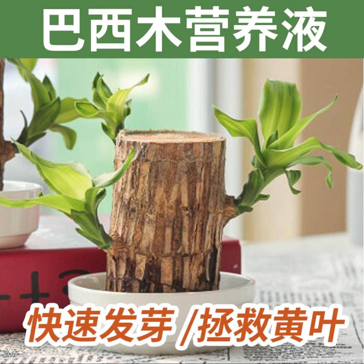 巴西木幸运木开花营养液养花盆栽通用型水培植物专用肥料黄叶烂根,淘宝优惠券,粉丝福利购,淘宝优惠卷