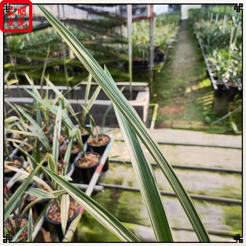 墨兰松鹤图线艺铭品清香夏季开花连株强壮好养活叶艺兰花翁源直发