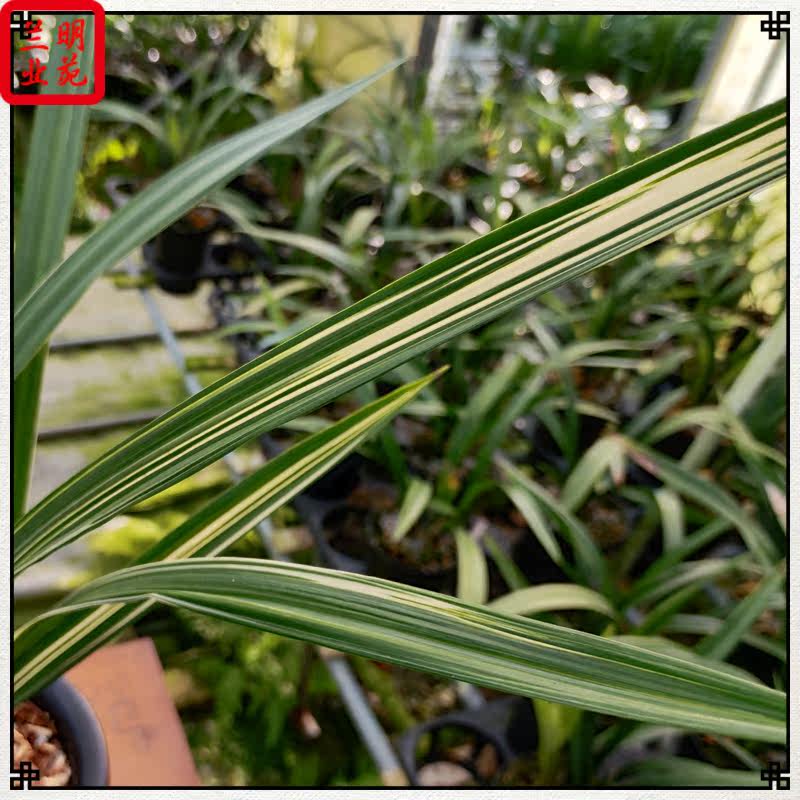 墨兰松鹤图线艺铭品清香夏季开花连株强壮好养活叶艺兰花翁源直发